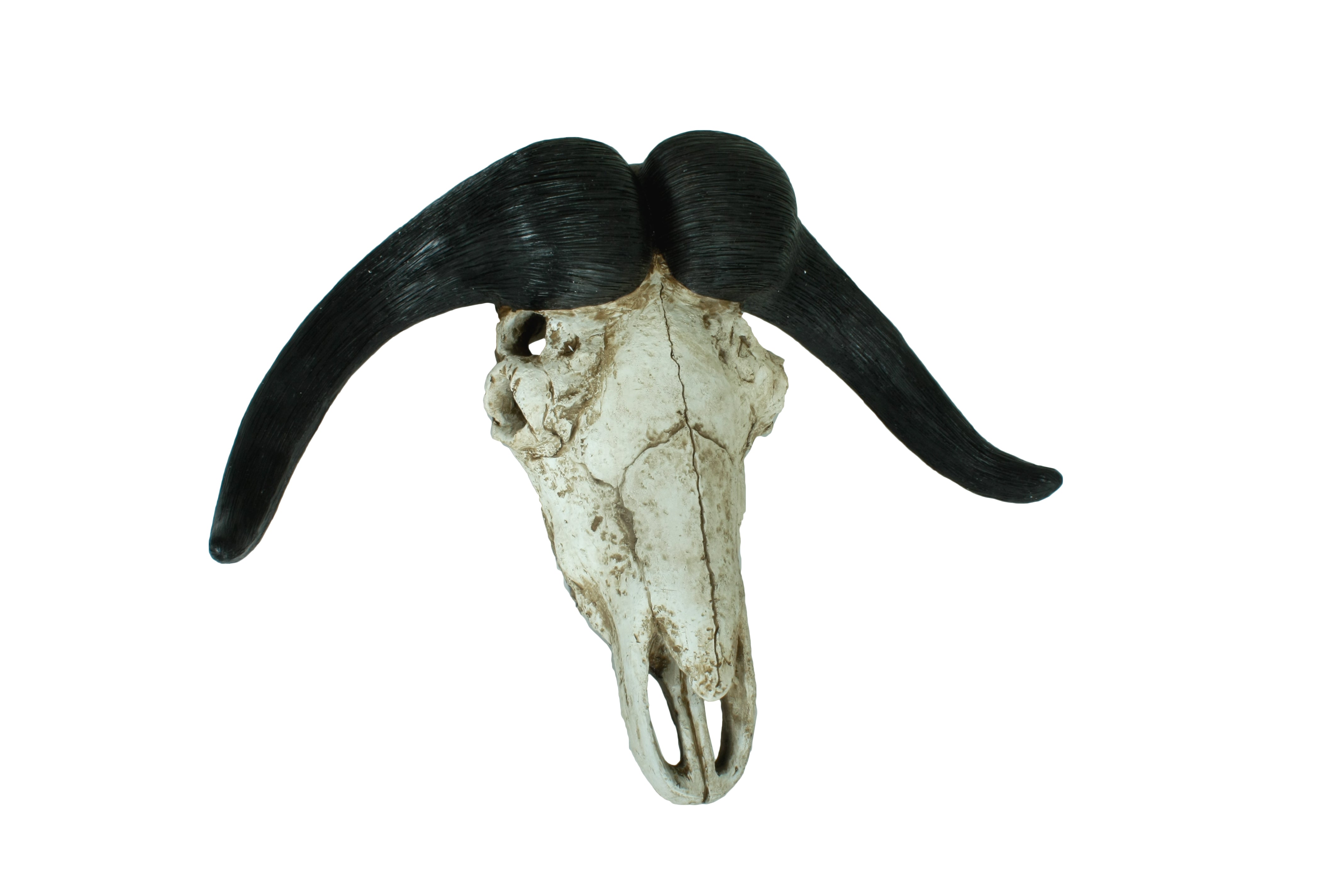 Geweih Büffel natürliche Wandtrophäe Büffelkopf Deko von Deco Pleasure