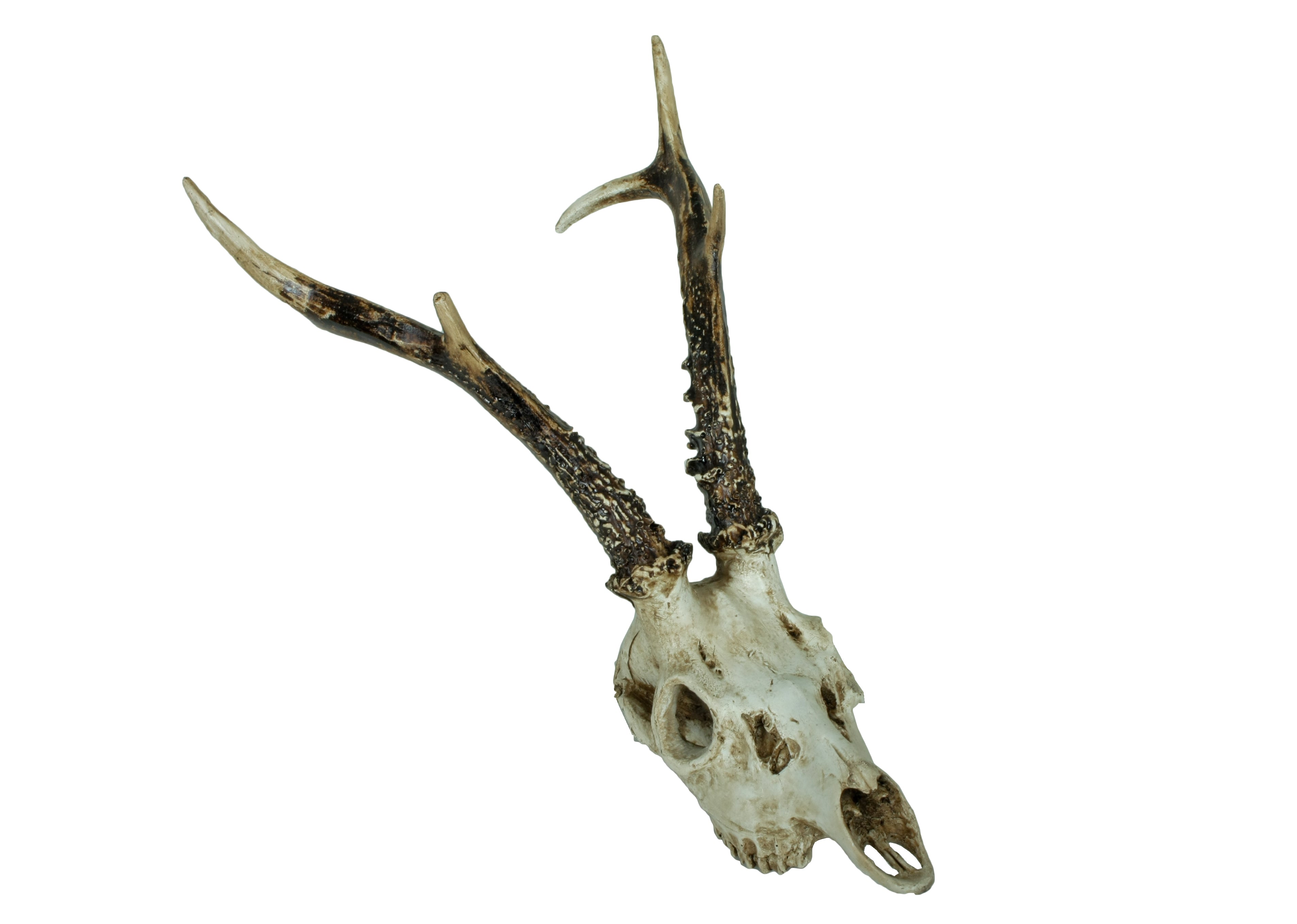 2er Set Geweih Reh rustikale Wandtrophäe Rehbock-Wandschmuck von Deco Pleasure