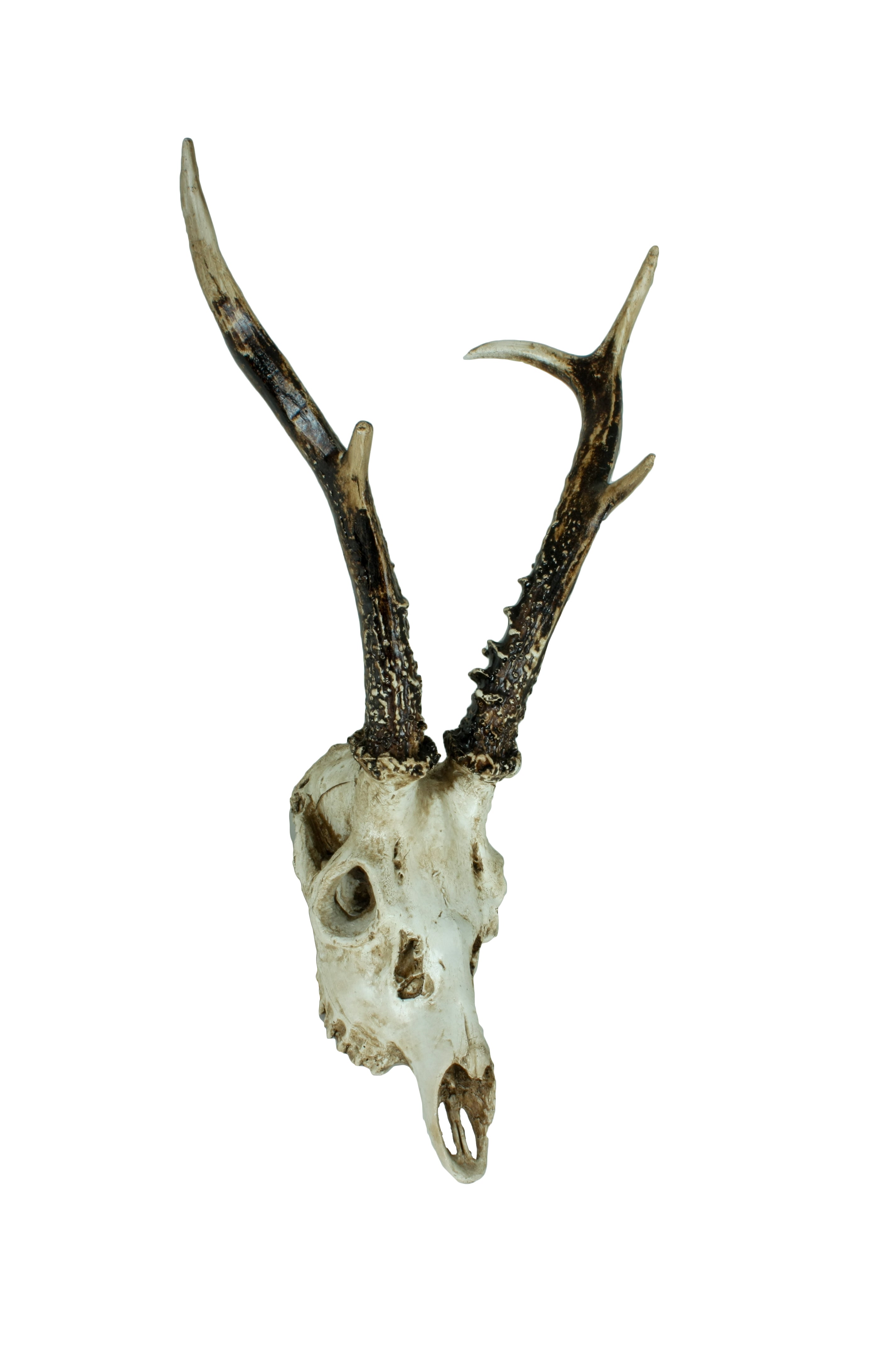 2er Set Geweih Reh rustikale Wandtrophäe Rehbock-Wandschmuck von Deco Pleasure